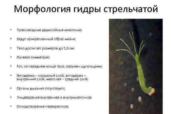 Кракен маркетплейс отзывы